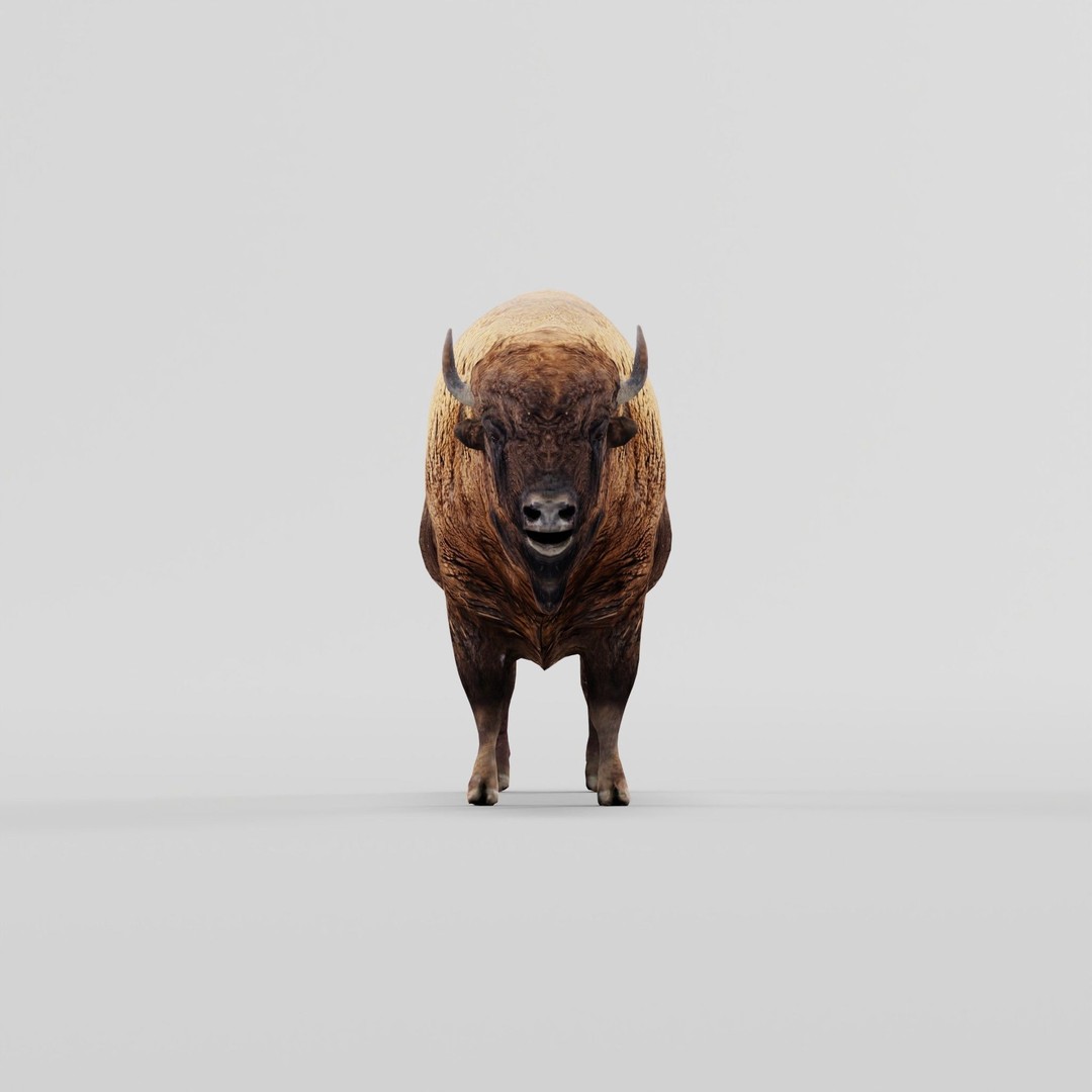 European Bison Male 3D Model – Low Poly Game Ready Asset, FBX - View 21