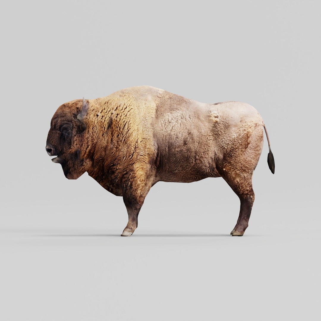 European Bison Male 3D Model – Low Poly Game Ready Asset, FBX - View 22