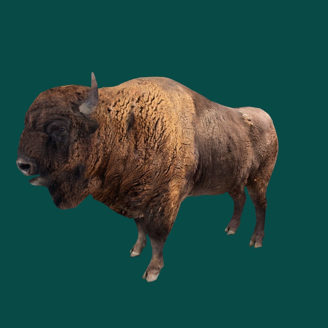 European Bison Male 3D Model – Low Poly Game Ready Asset, FBX - View 3