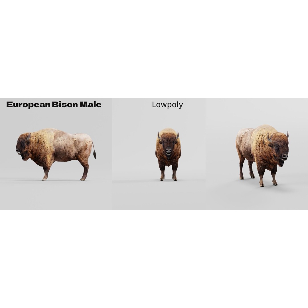 European Bison Male 3D Model – Low Poly Game Ready Asset, FBX - View 4