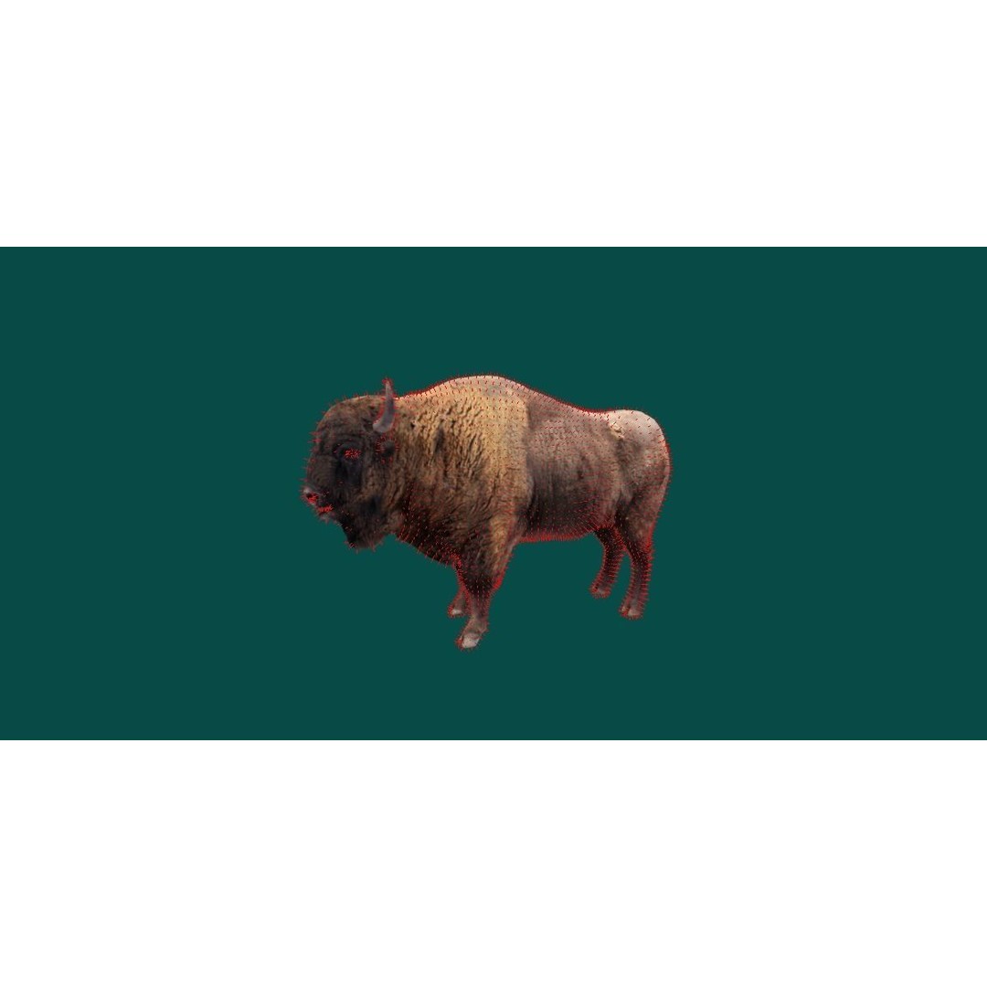 European Bison Male 3D Model – Low Poly Game Ready Asset, FBX - View 7