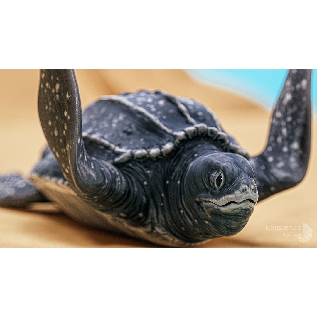 Sea Turtle 3D Model – Low Poly Rigged Creature with PBR Textures - View 10