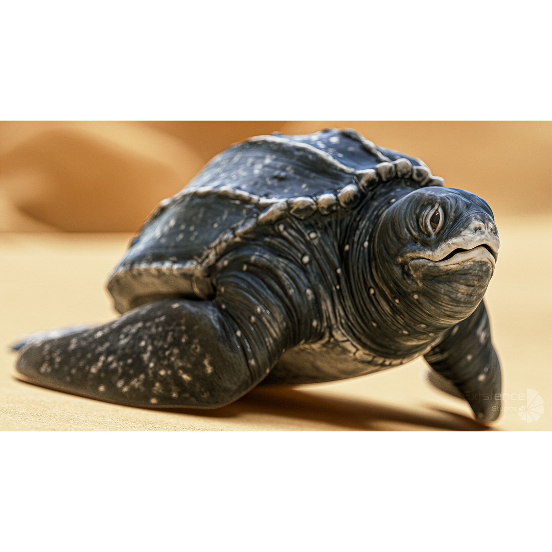 Sea Turtle 3D Model – Low Poly Rigged Creature with PBR Textures - View 7