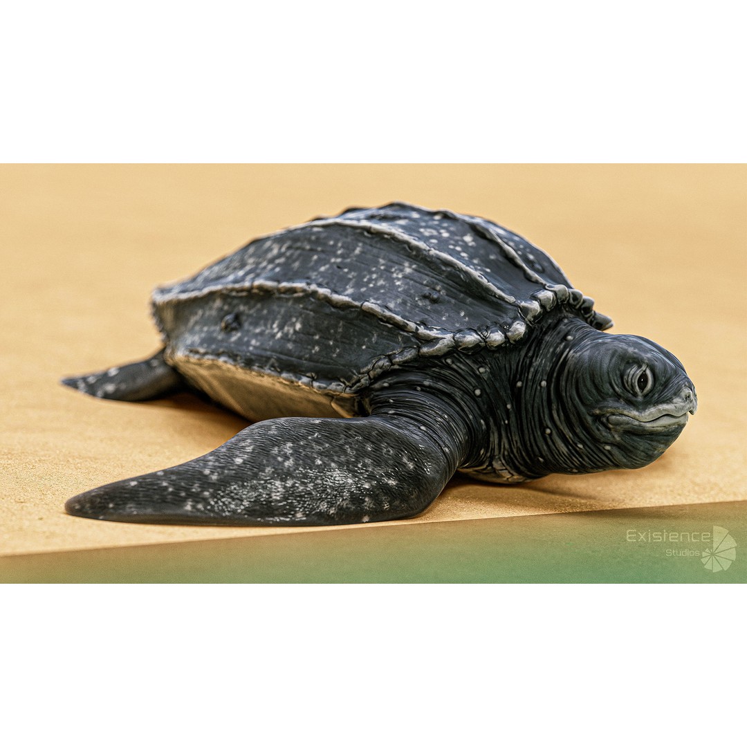 Sea Turtle 3D Model – Low Poly Rigged Creature with PBR Textures - View 9