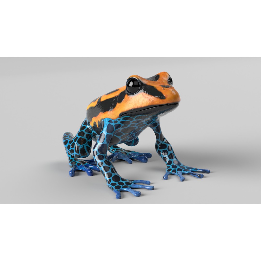 Poison Dart Frog 3D Model – Animated Low Poly Rigged Asset, FBX - View 12