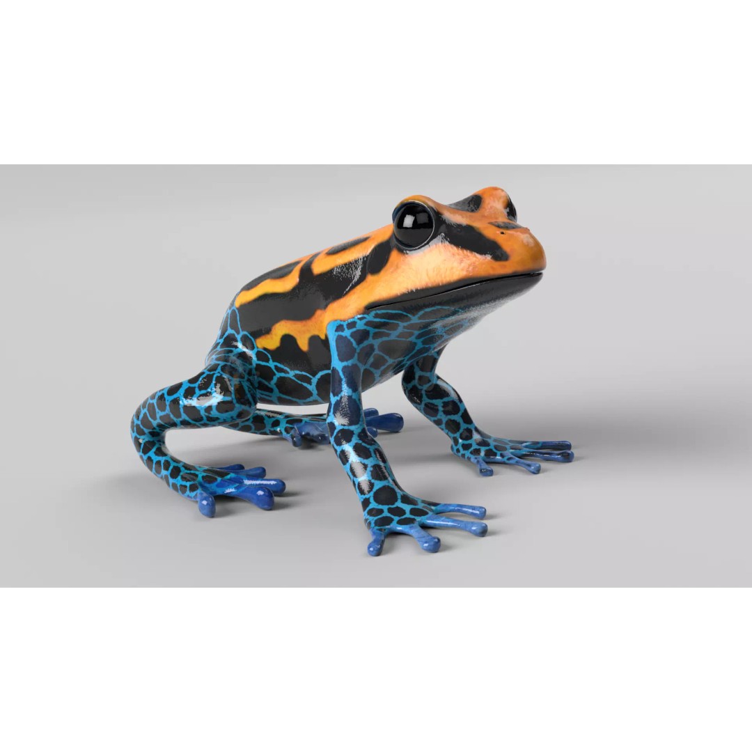 Poison Dart Frog 3D Model – Animated Low Poly Rigged Asset, FBX - View 2