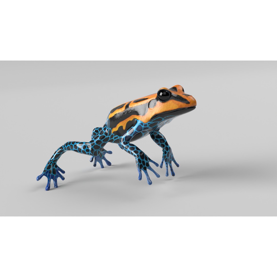 Poison Dart Frog 3D Model – Animated Low Poly Rigged Asset, FBX - View 3