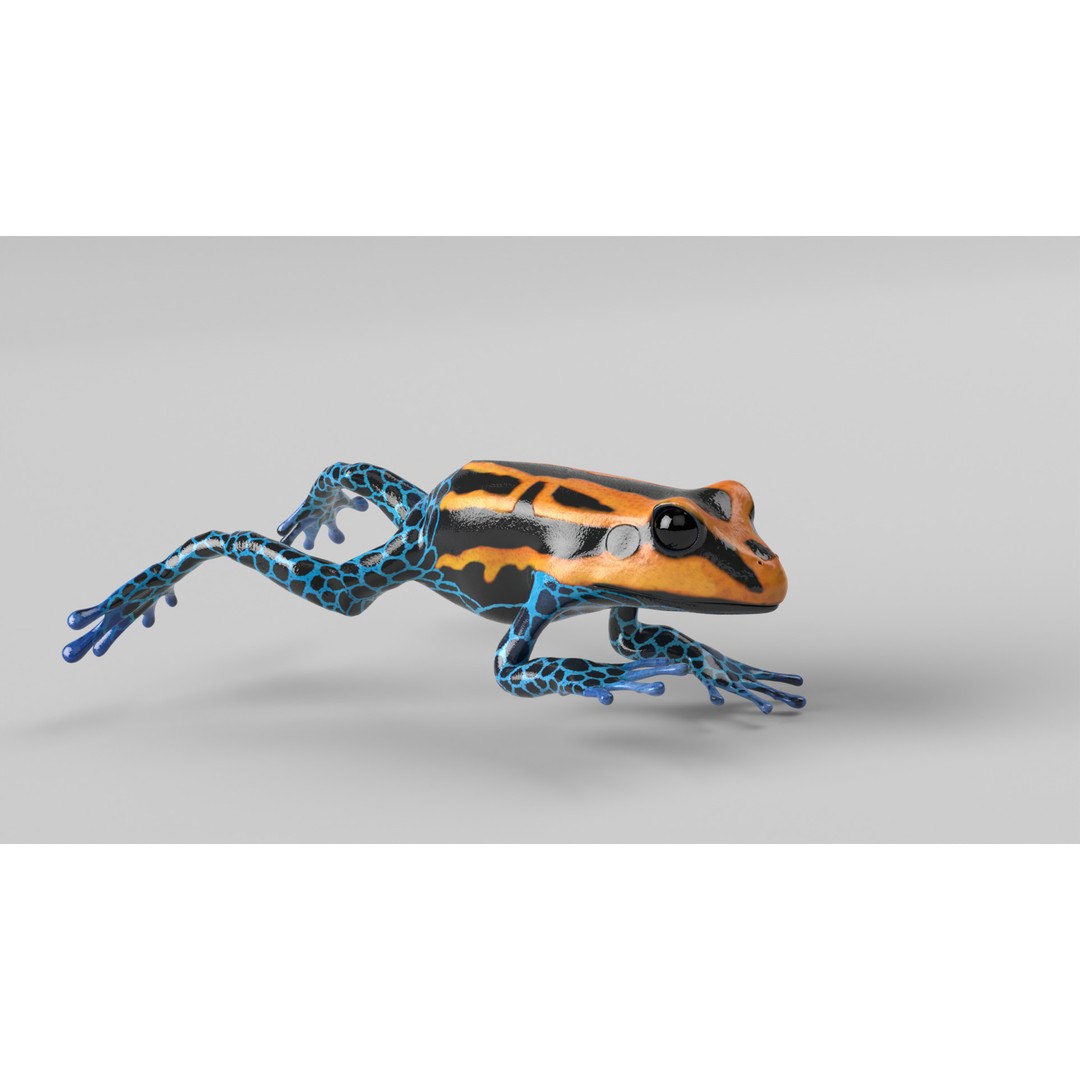 Poison Dart Frog 3D Model – Animated Low Poly Rigged Asset, FBX - View 4