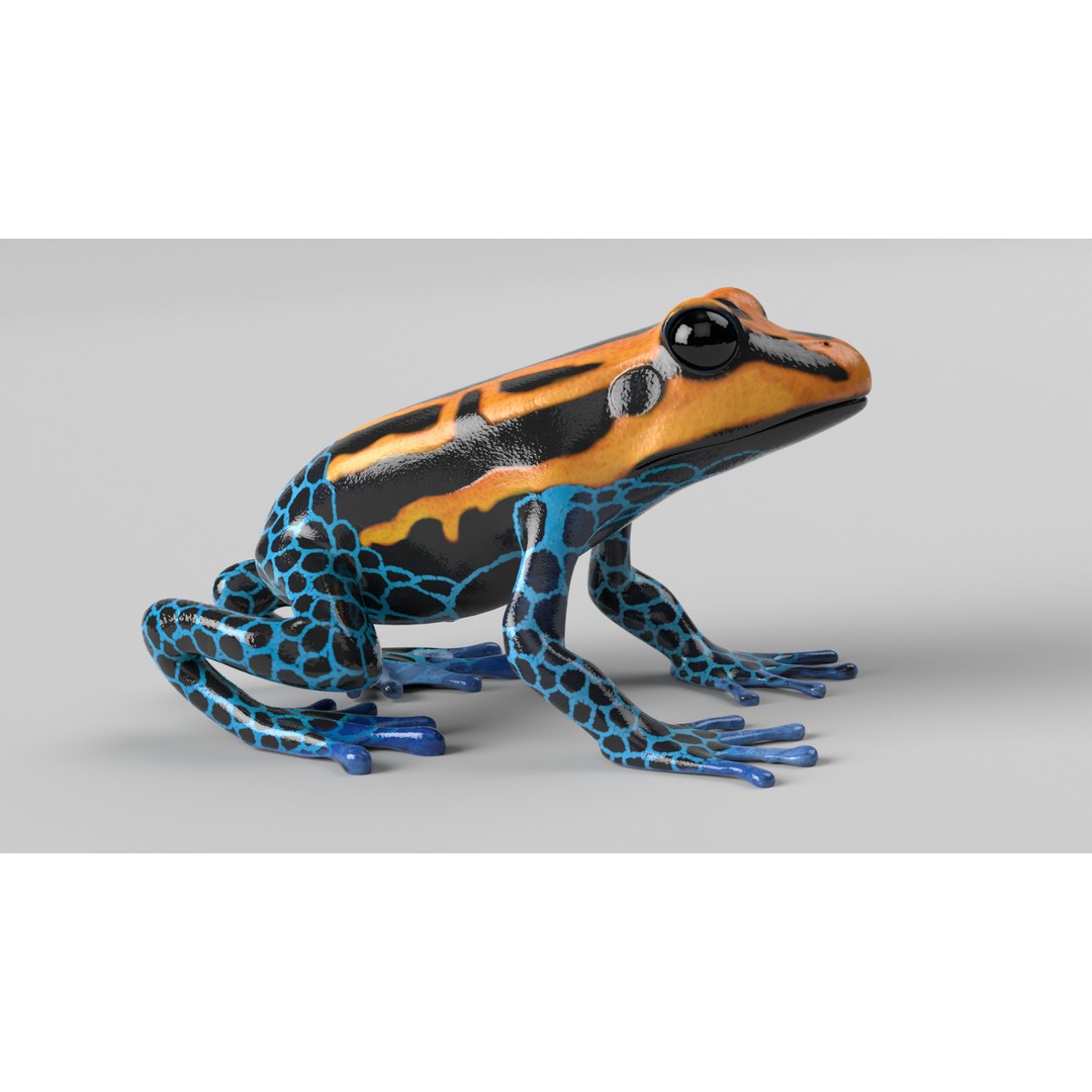 Poison Dart Frog 3D Model – Animated Low Poly Rigged Asset, FBX - View 5