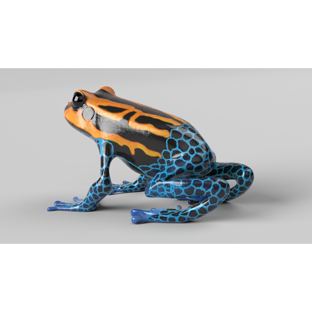 Poison Dart Frog 3D Model – Animated Low Poly Rigged Asset, FBX - View 8