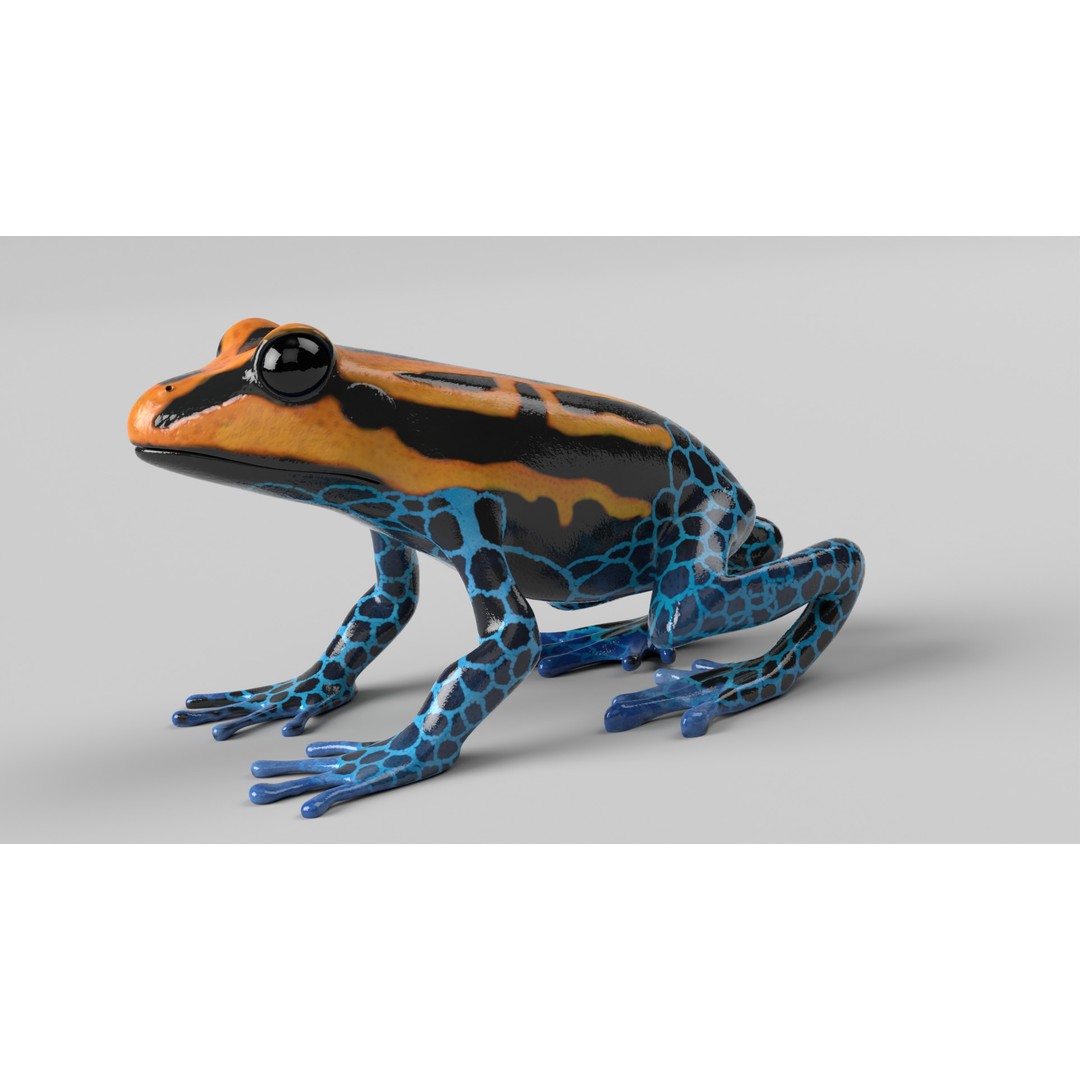 Poison Dart Frog 3D Model – Animated Low Poly Rigged Asset, FBX - View 9