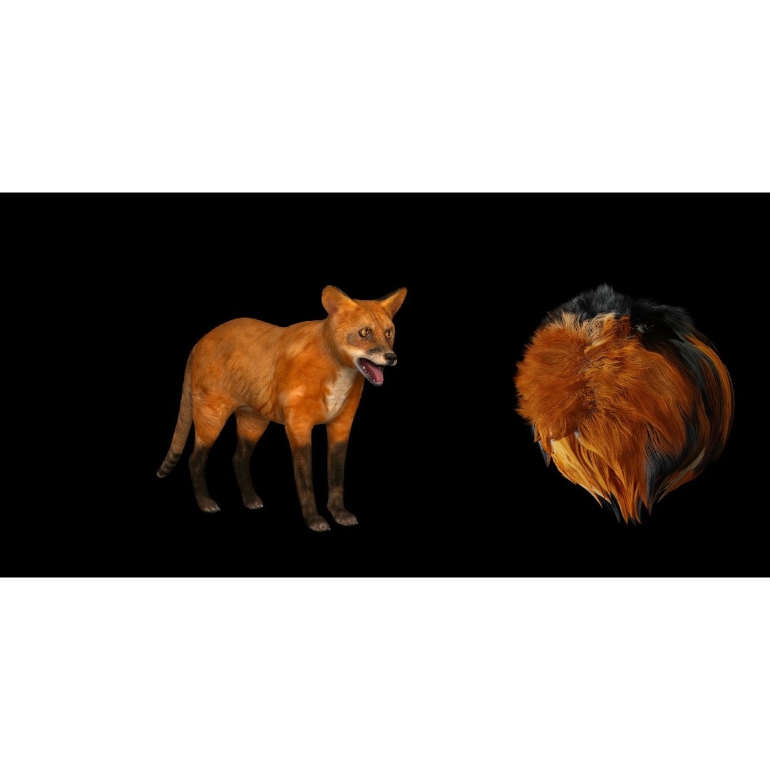 Red Fox 3D Model – Low Poly Game Ready Character with Animations - View 10