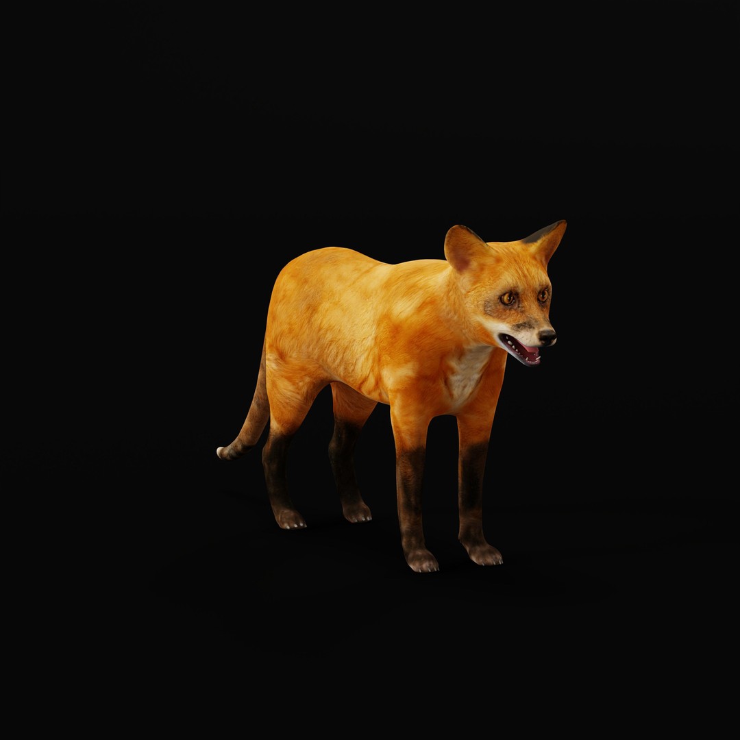 Red Fox 3D Model – Low Poly Game Ready Character with Animations - View 11