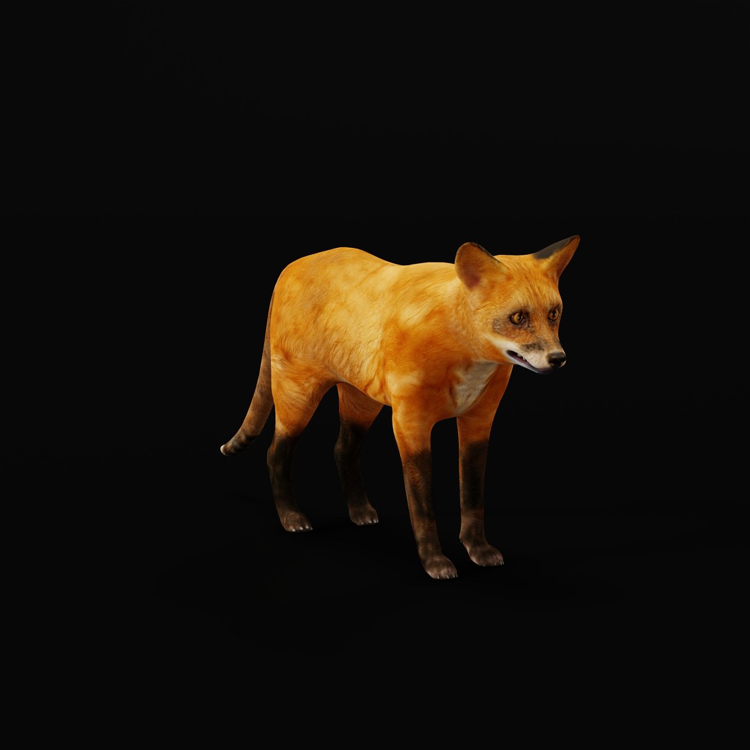 Red Fox 3D Model – Low Poly Game Ready Character with Animations - View 12