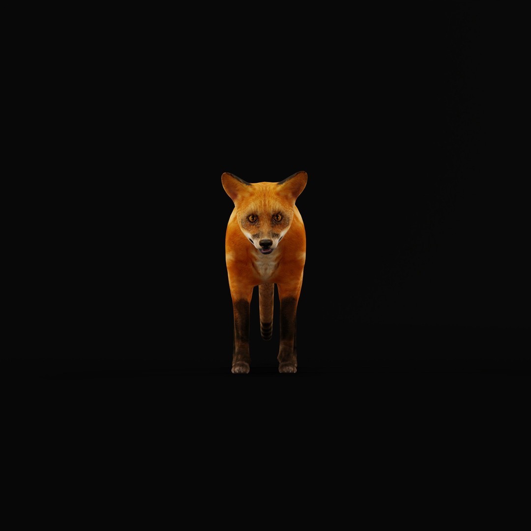 Red Fox 3D Model – Low Poly Game Ready Character with Animations - View 13