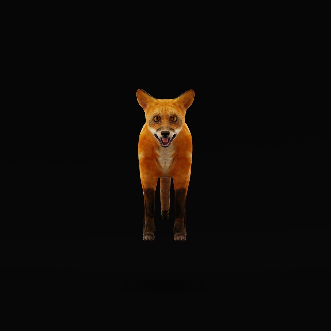 Red Fox 3D Model – Low Poly Game Ready Character with Animations - View 14