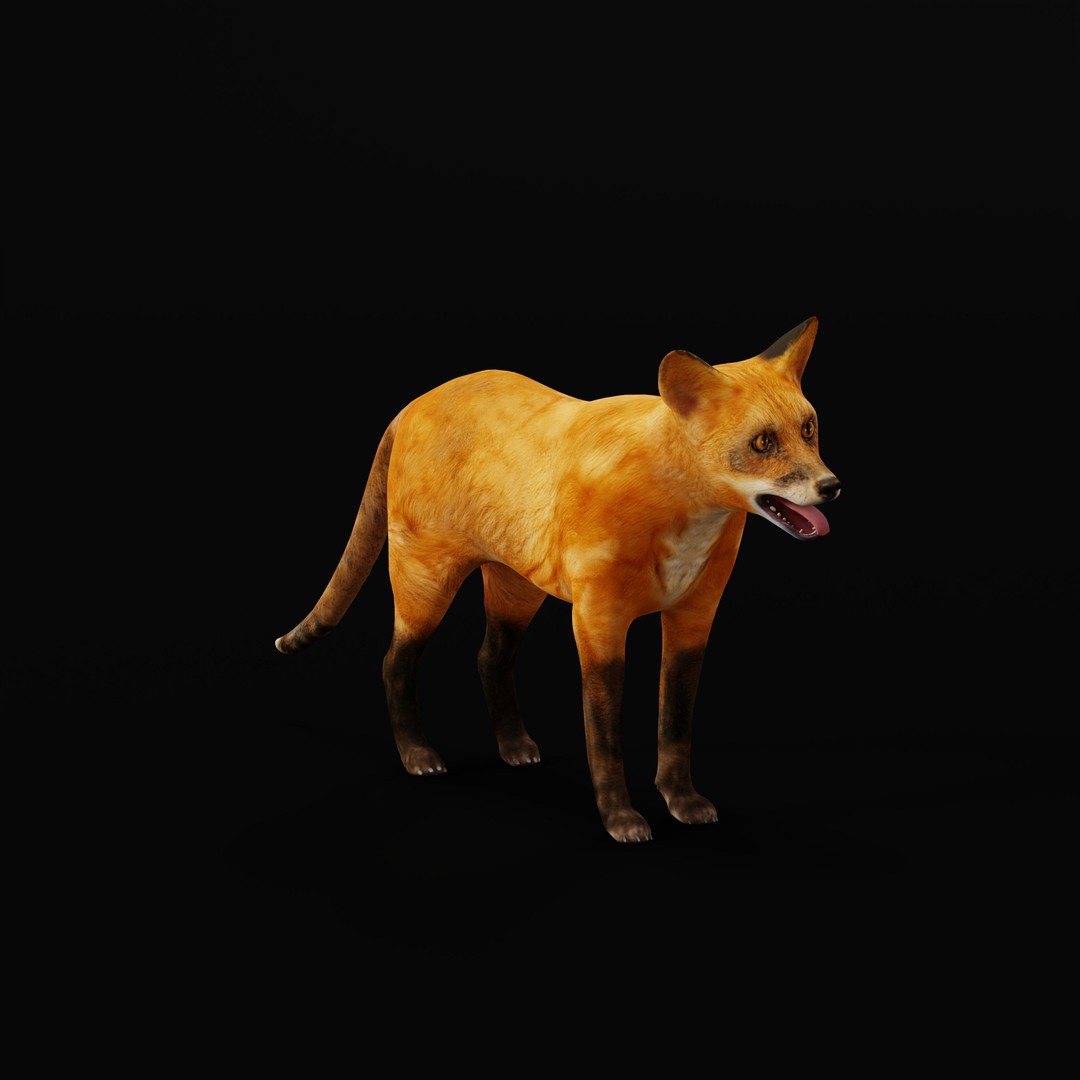 Red Fox 3D Model – Low Poly Game Ready Character with Animations - View 17