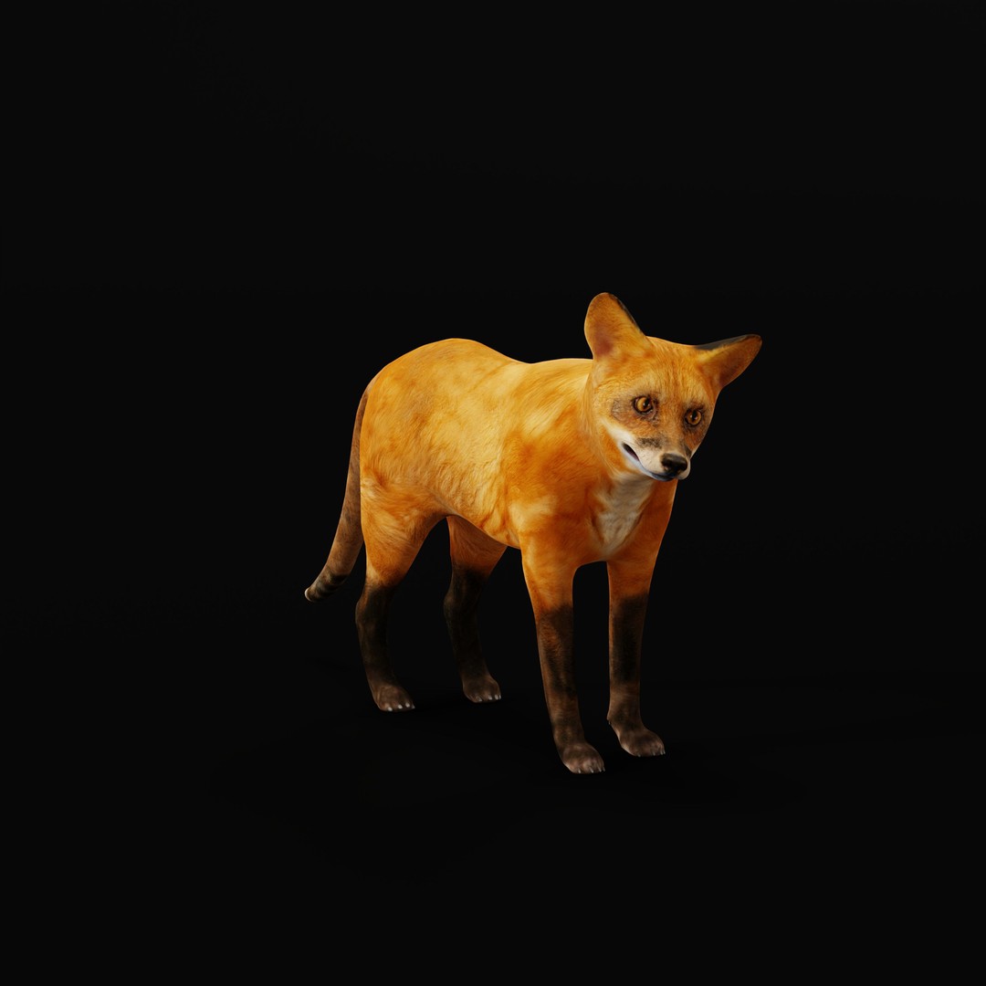 Red Fox 3D Model – Low Poly Game Ready Character with Animations - View 19