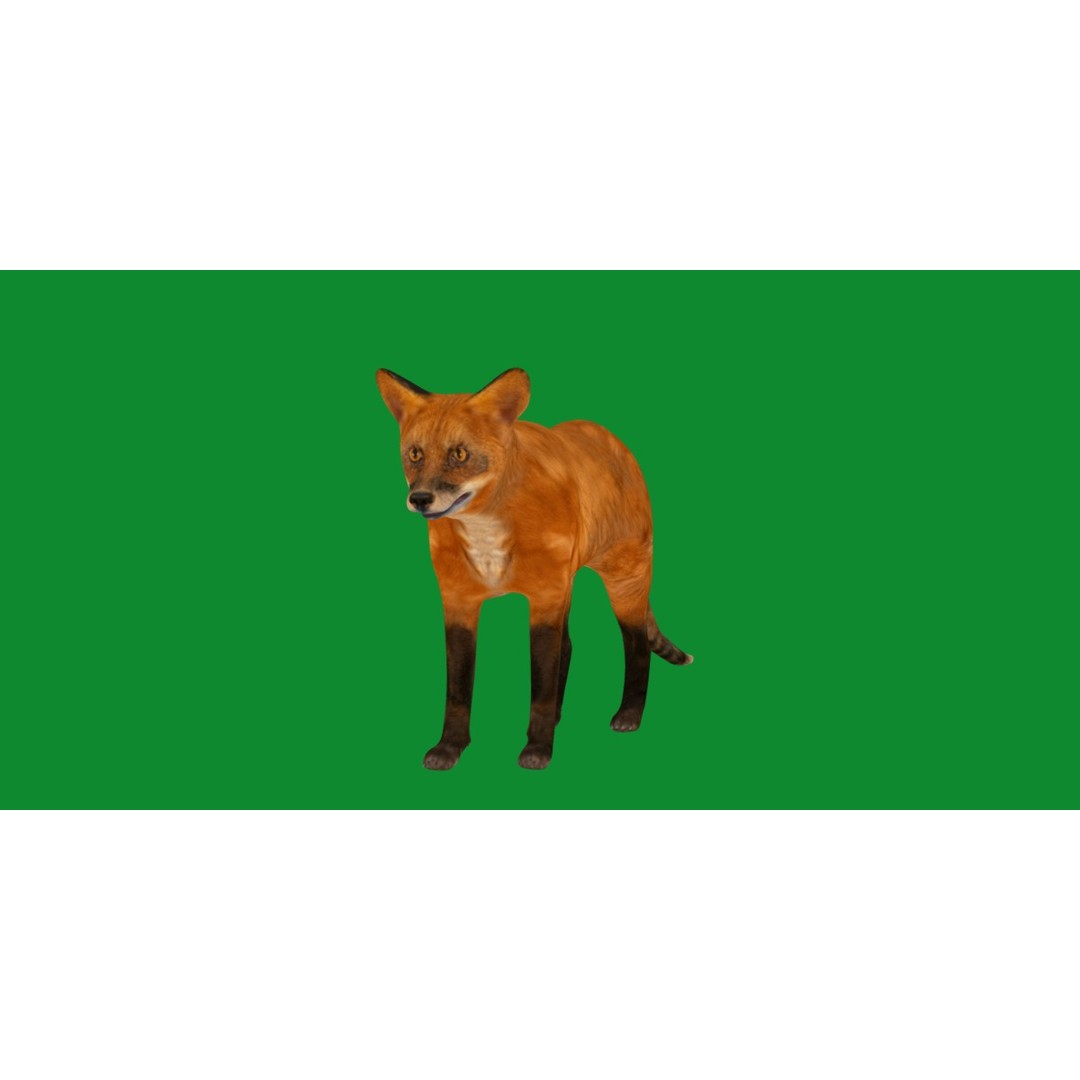 Red Fox 3D Model – Low Poly Game Ready Character with Animations - View 21