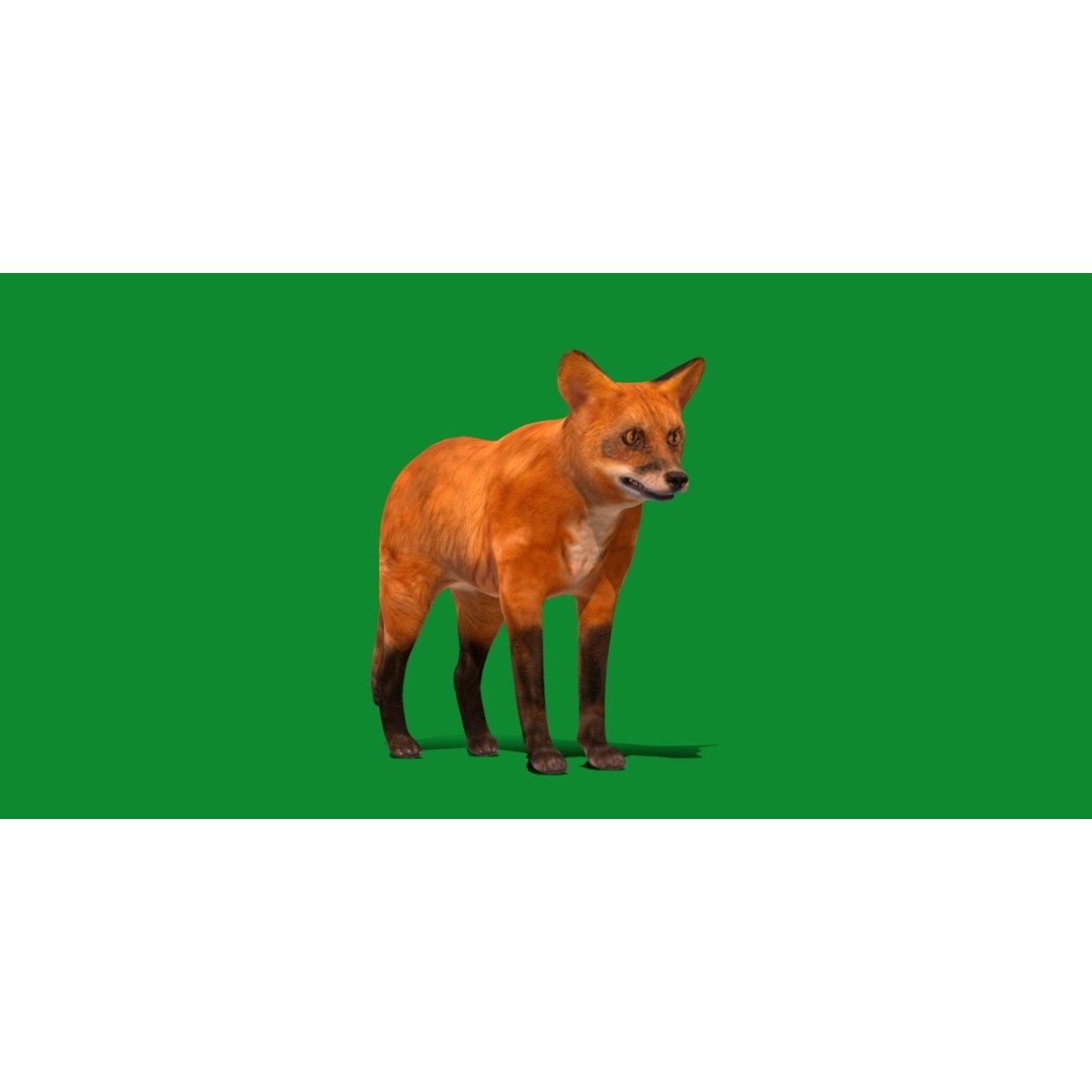 Red Fox 3D Model – Low Poly Game Ready Character with Animations - View 25