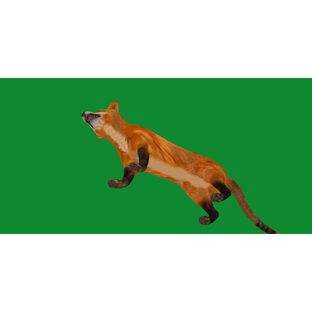 Red Fox 3D Model – Low Poly Game Ready Character with Animations - View 26