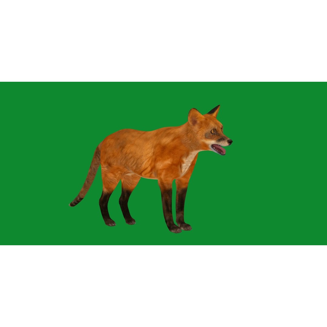 Red Fox 3D Model – Low Poly Game Ready Character with Animations - View 27
