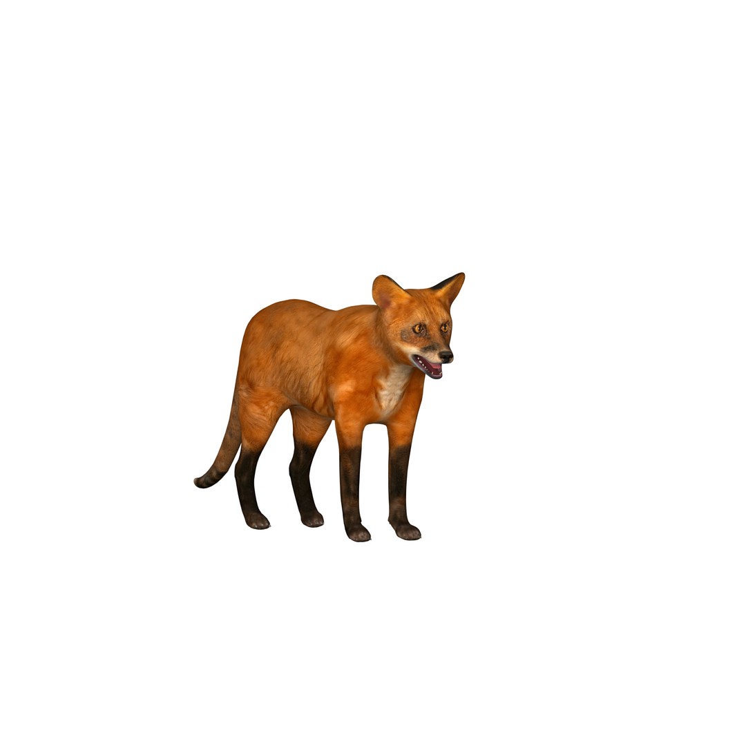 Red Fox 3D Model – Low Poly Game Ready Character with Animations - View 3