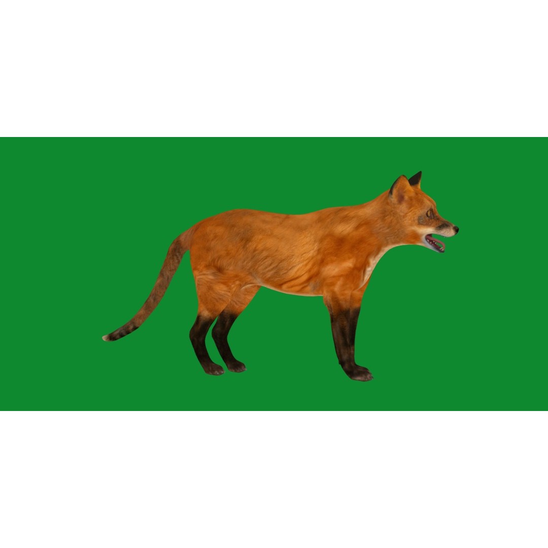 Red Fox 3D Model – Low Poly Game Ready Character with Animations - View 30