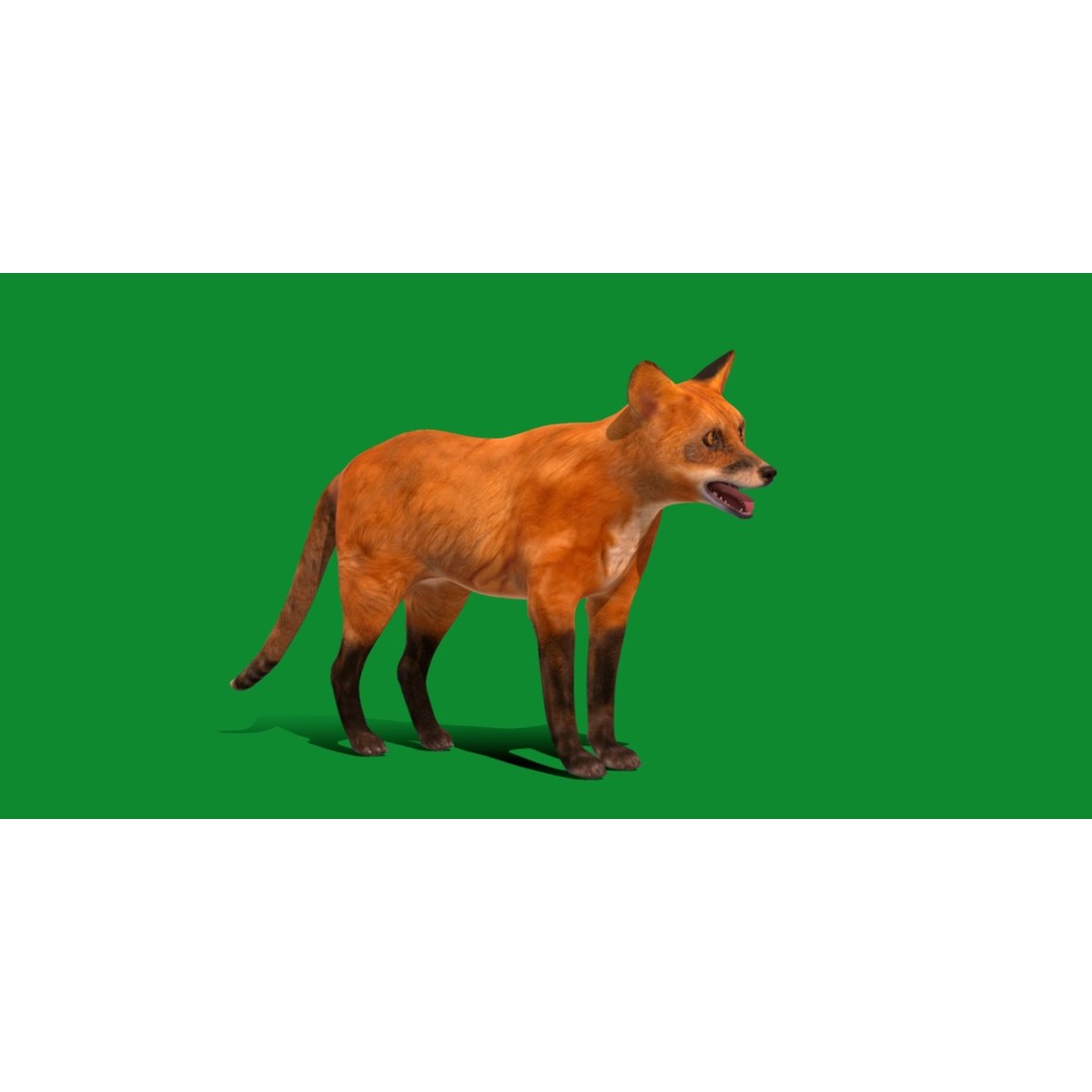 Red Fox 3D Model – Low Poly Game Ready Character with Animations - View 31