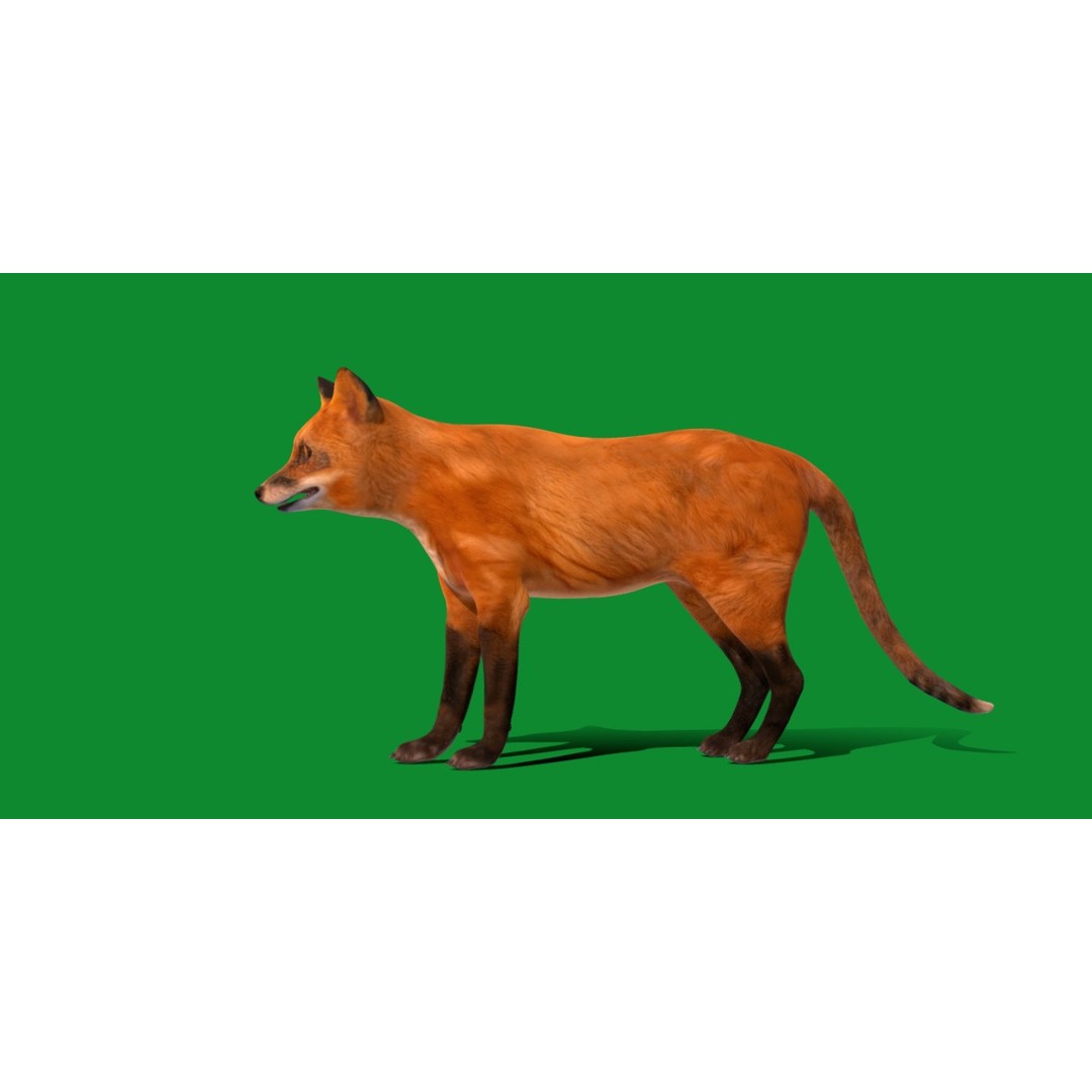 Red Fox 3D Model – Low Poly Game Ready Character with Animations - View 32