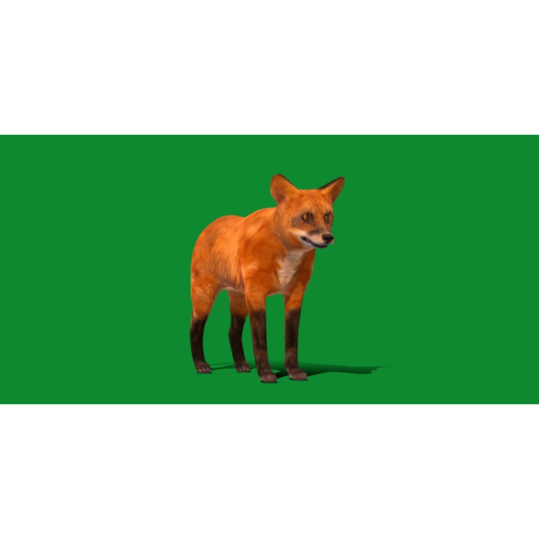 Red Fox 3D Model – Low Poly Game Ready Character with Animations - View 33