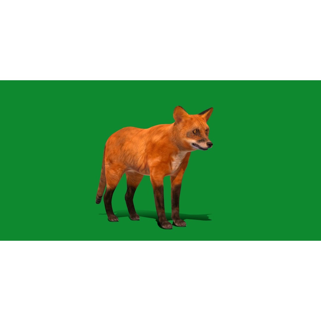 Red Fox 3D Model – Low Poly Game Ready Character with Animations - View 34