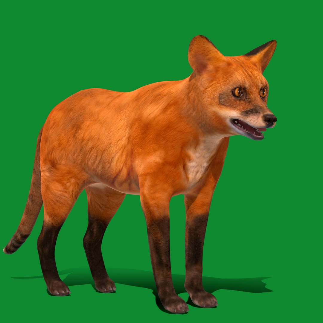 Red Fox 3D Model – Low Poly Game Ready Character with Animations - View 35