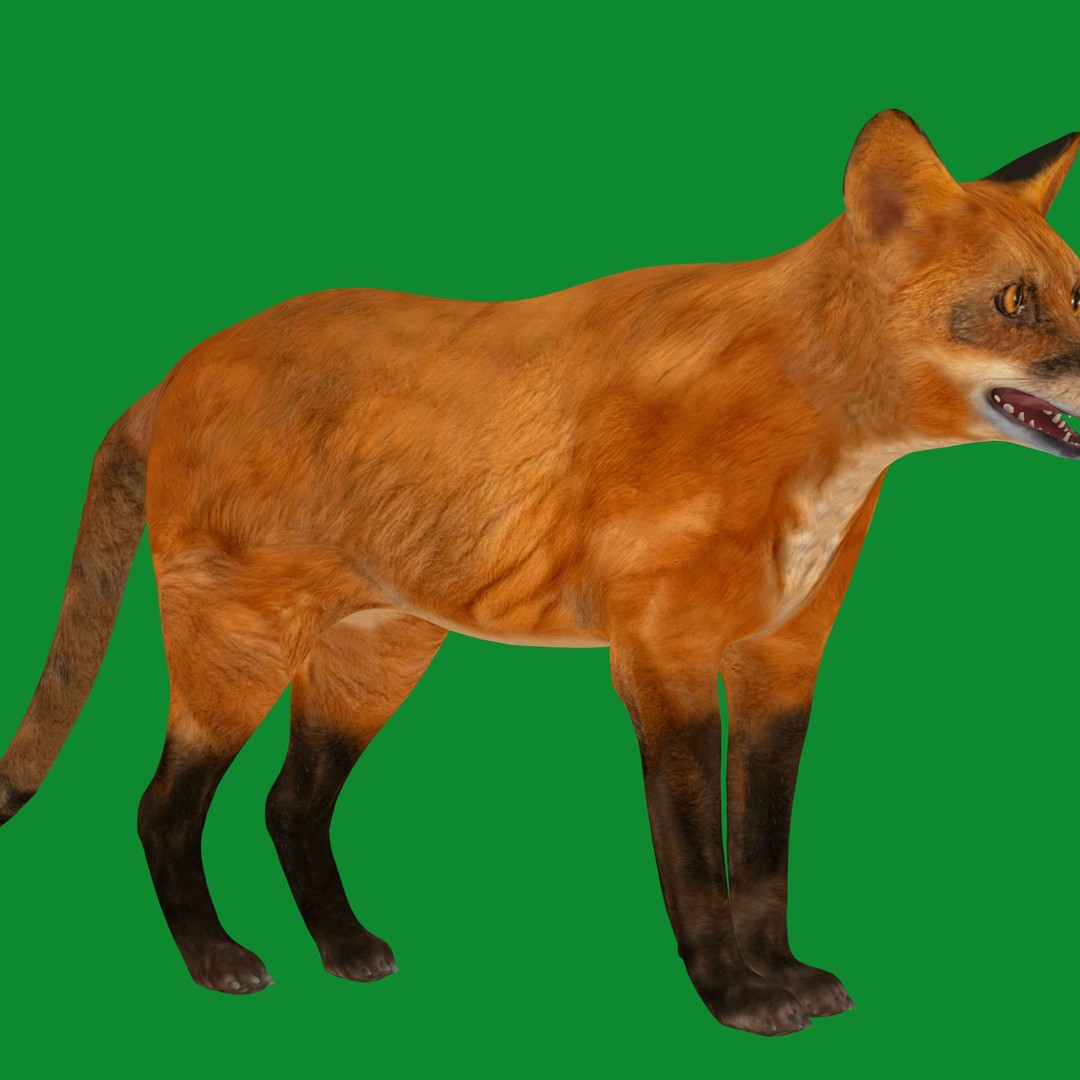 Red Fox 3D Model – Low Poly Game Ready Character with Animations - View 36