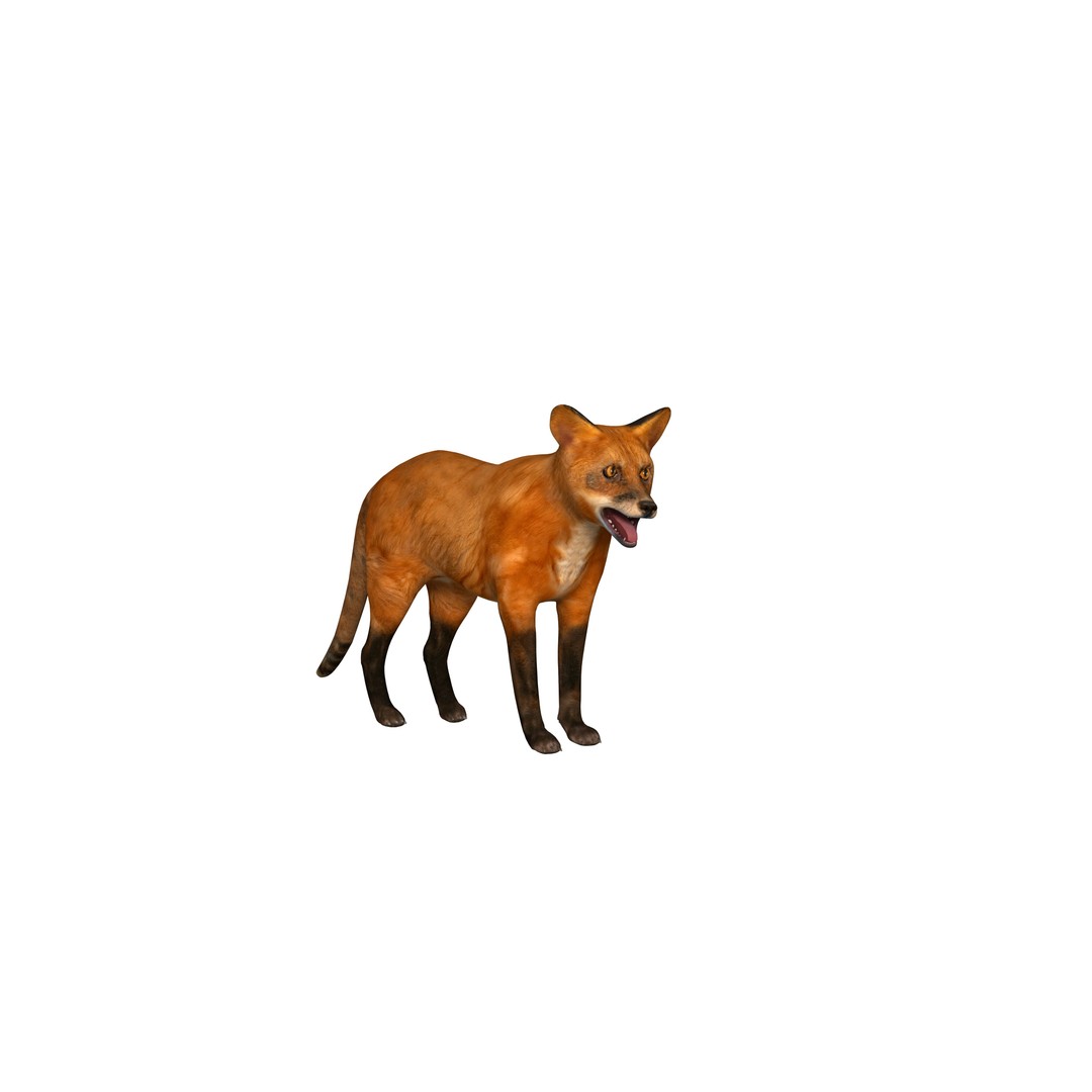 Red Fox 3D Model – Low Poly Game Ready Character with Animations - View 4