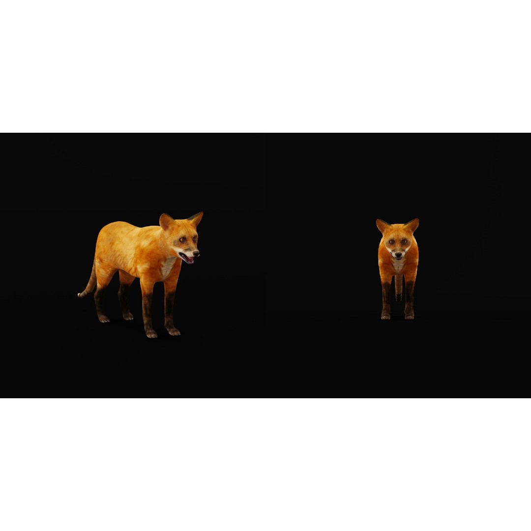 Red Fox 3D Model – Low Poly Game Ready Character with Animations - View 5