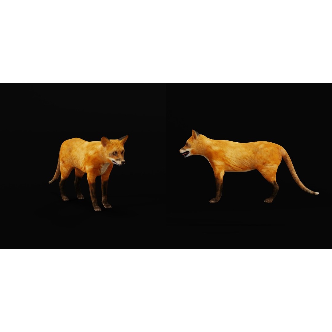 Red Fox 3D Model – Low Poly Game Ready Character with Animations - View 6