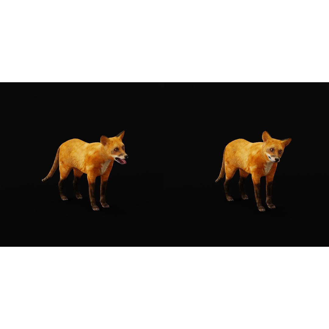 Red Fox 3D Model – Low Poly Game Ready Character with Animations - View 7
