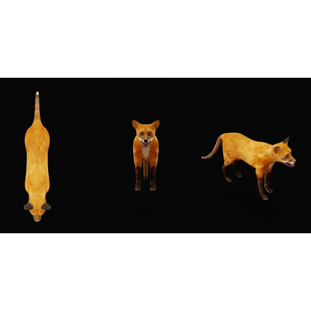 Red Fox 3D Model – Low Poly Game Ready Character with Animations - View 8
