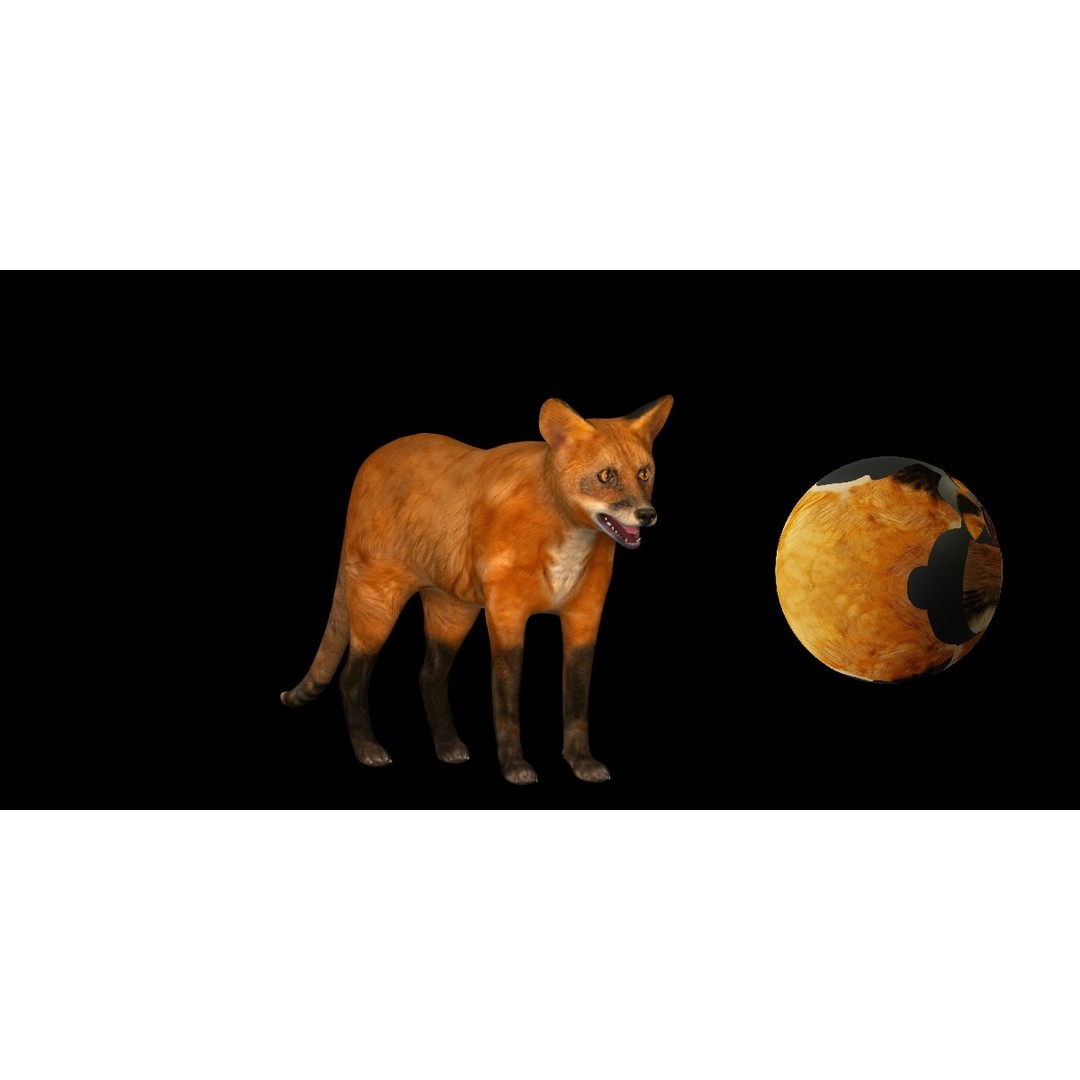 Red Fox 3D Model – Low Poly Game Ready Character with Animations - View 9