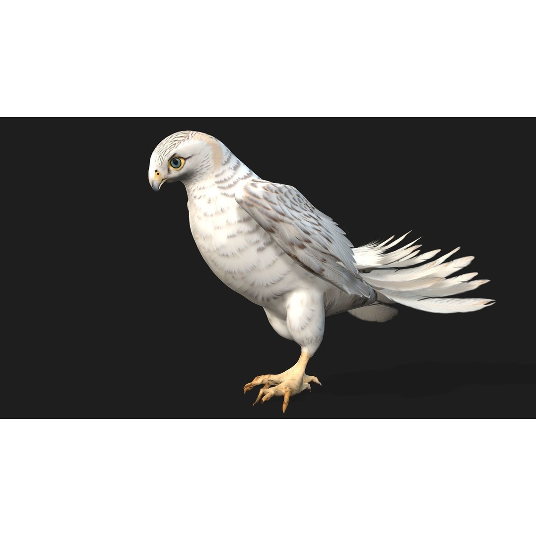 Kestrel B6 3D Model – Rigged Animated Bird with PBR Textures - View 3