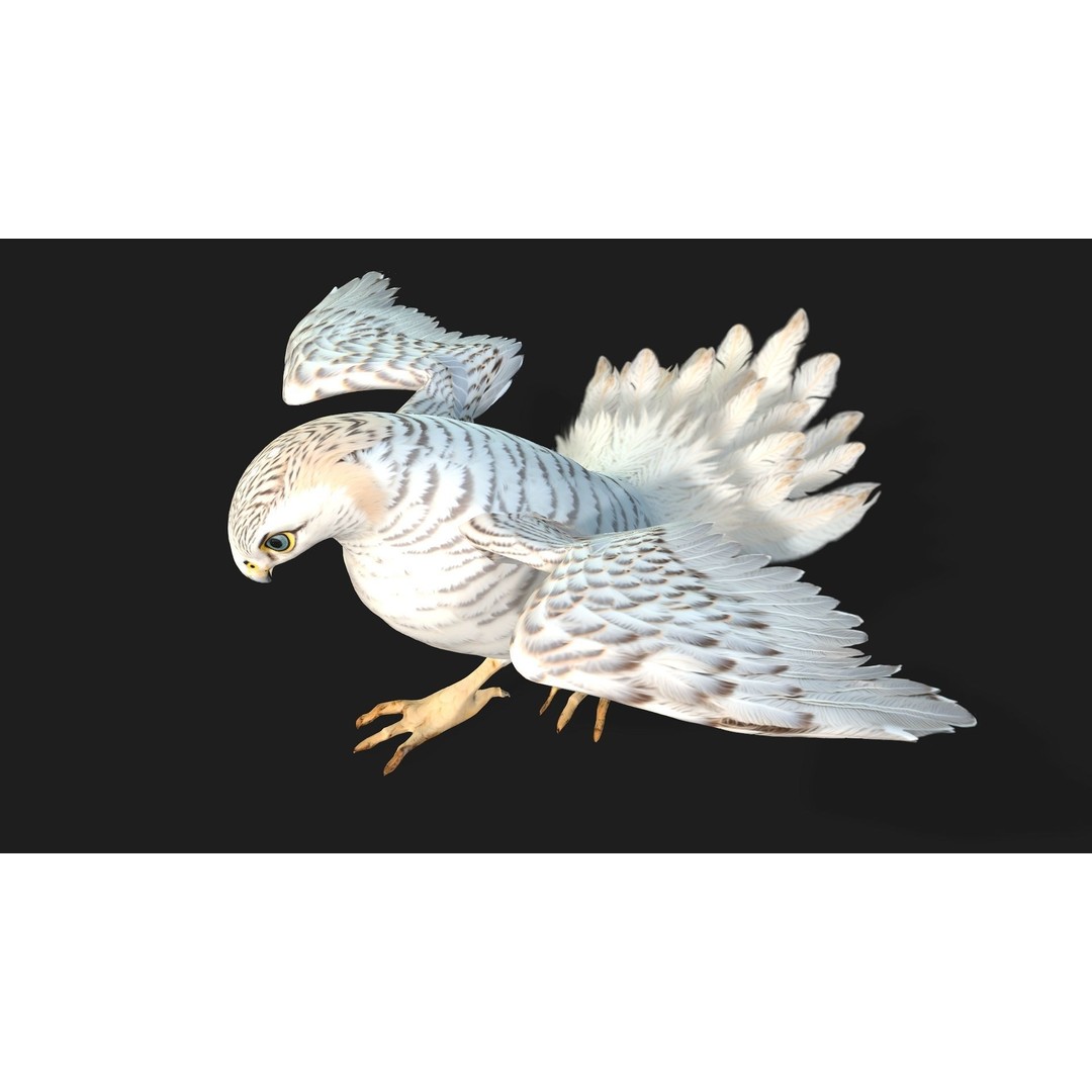 Kestrel B6 3D Model – Rigged Animated Bird with PBR Textures - View 4