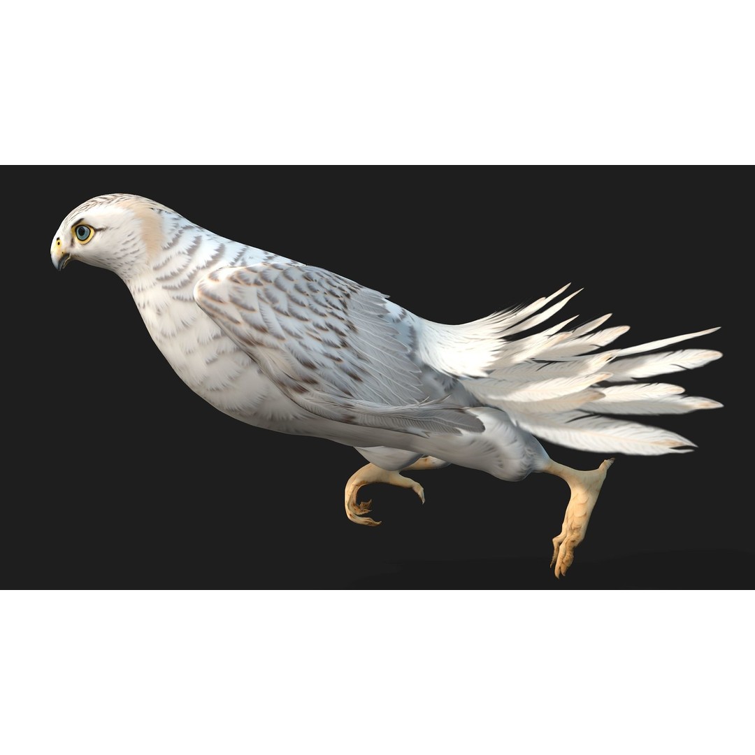 Kestrel B6 3D Model – Rigged Animated Bird with PBR Textures - View 5