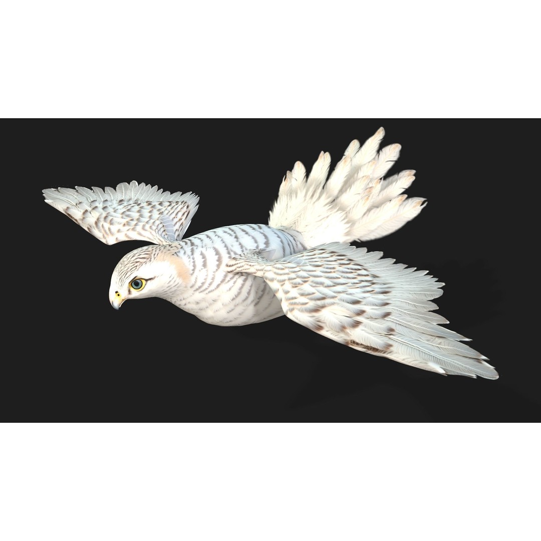Kestrel B6 3D Model – Rigged Animated Bird with PBR Textures - View 7