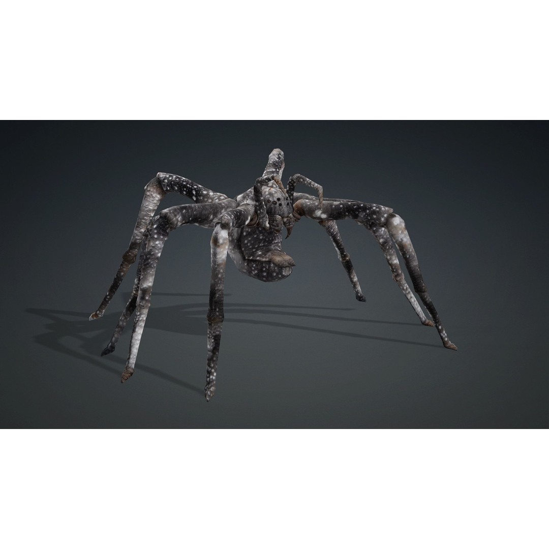 Spider 3D Model – Rigged Animated Insect Asset for Blender, FBX - View 10