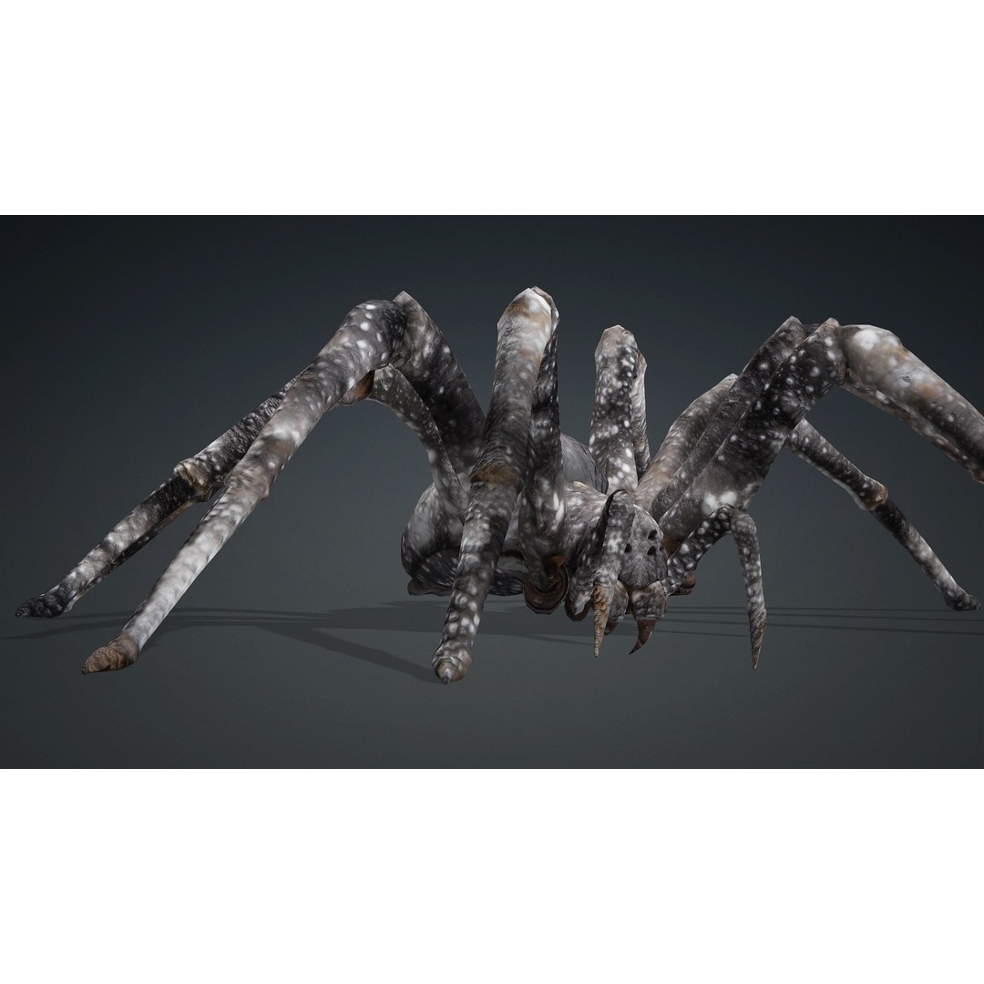 Spider 3D Model – Rigged Animated Insect Asset for Blender, FBX - View 12