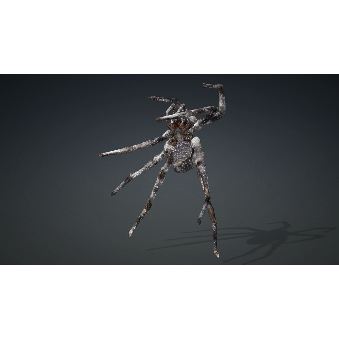 Spider 3D Model – Rigged Animated Insect Asset for Blender, FBX - View 13