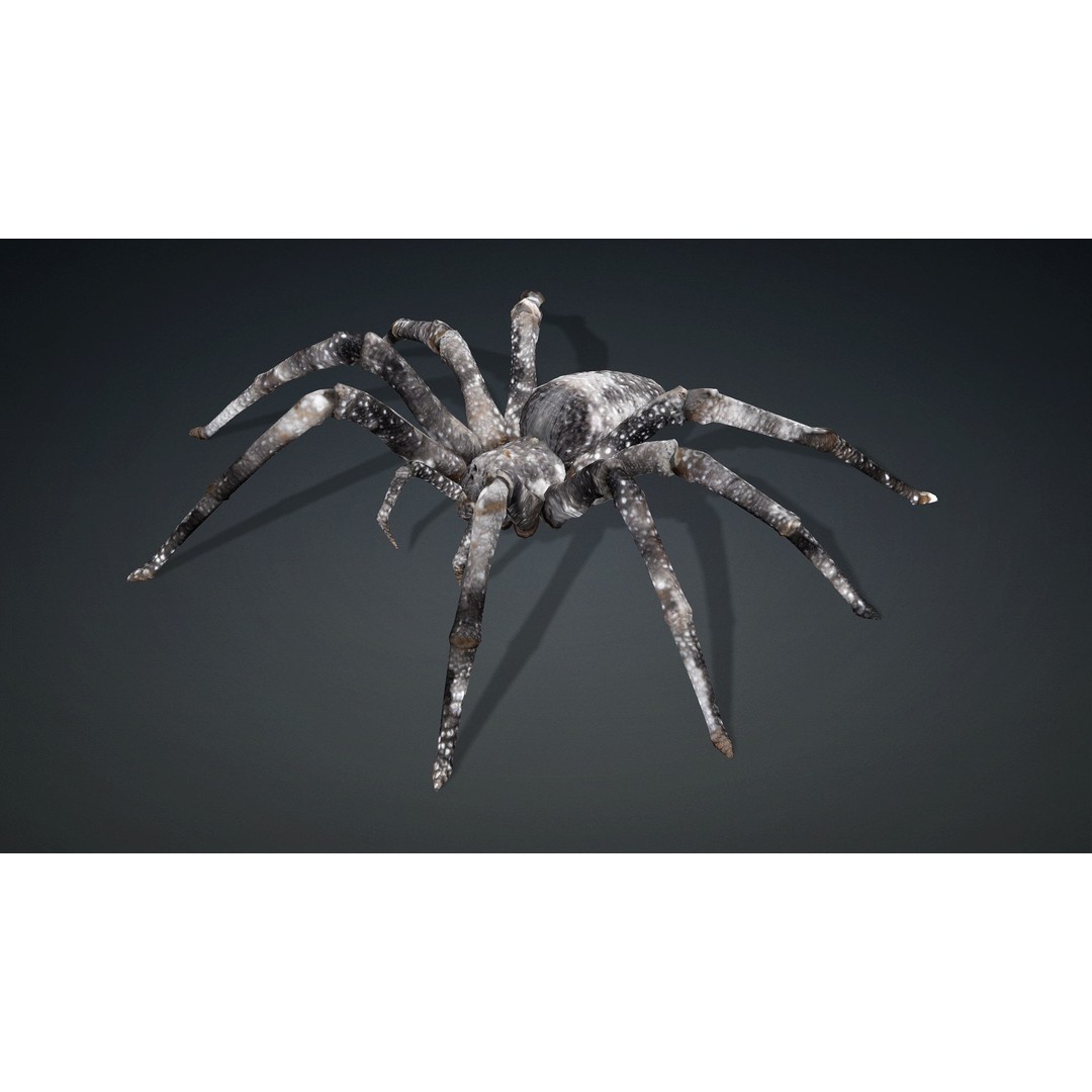 Spider 3D Model – Rigged Animated Insect Asset for Blender, FBX - View 3