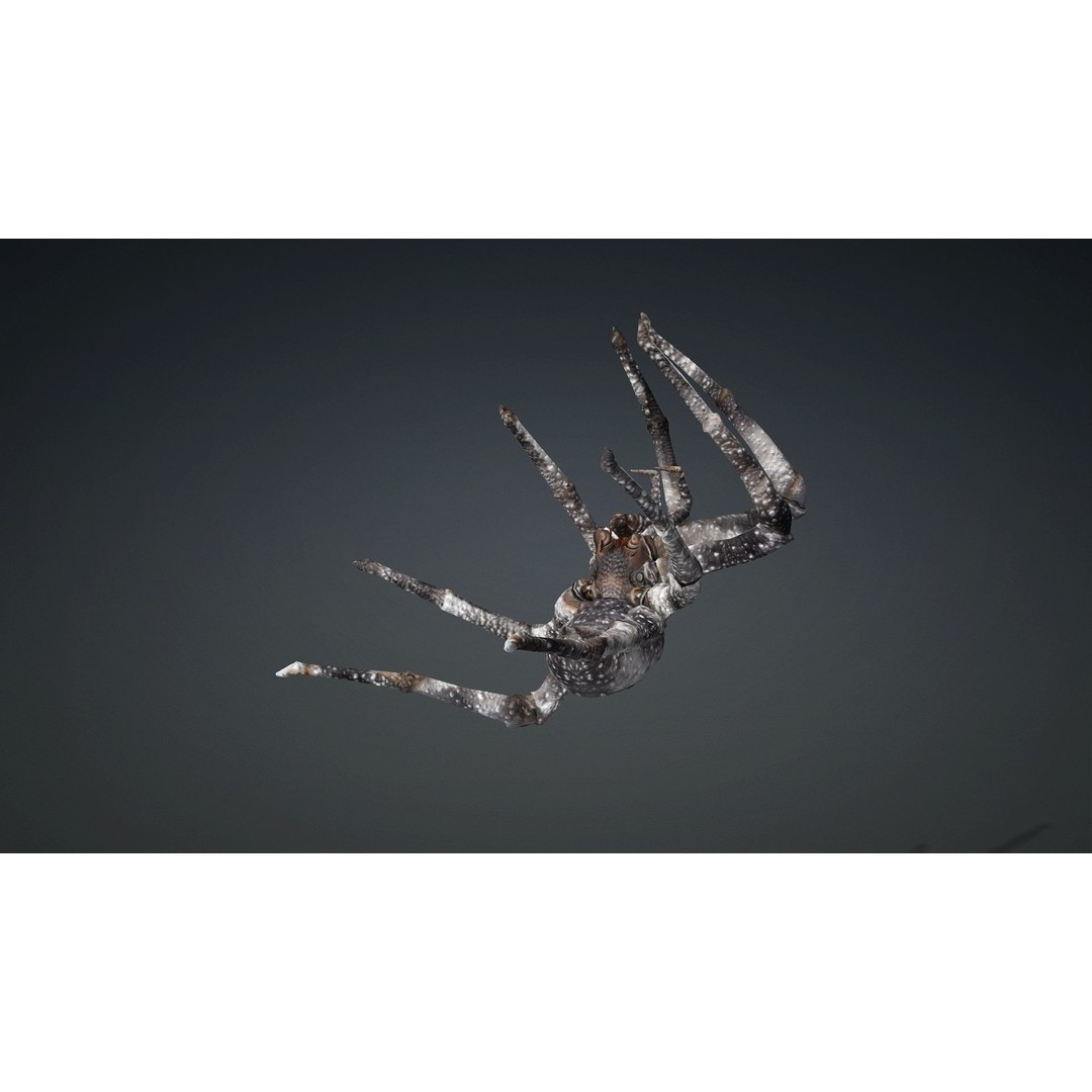 Spider 3D Model – Rigged Animated Insect Asset for Blender, FBX - View 4