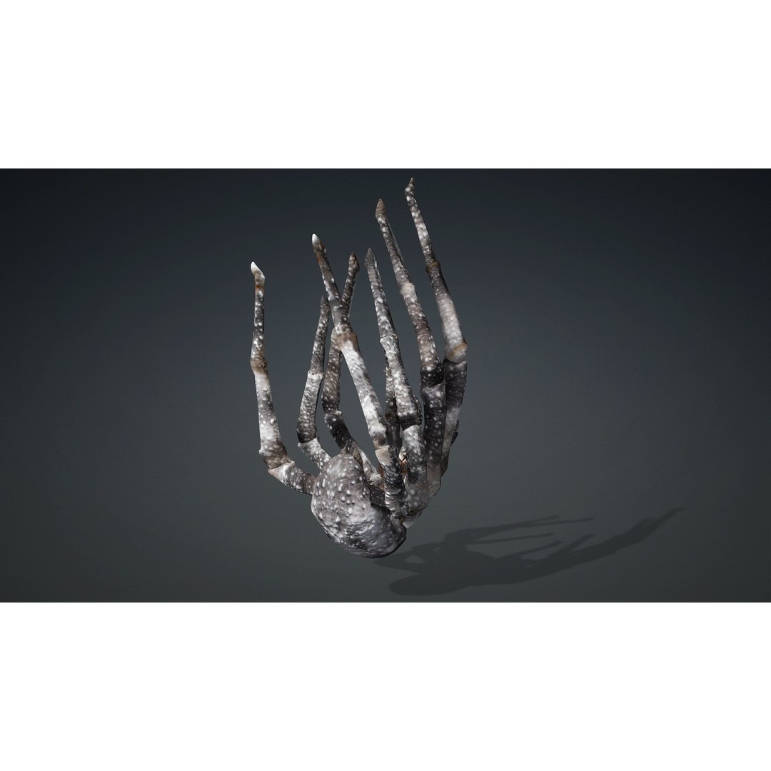 Spider 3D Model – Rigged Animated Insect Asset for Blender, FBX - View 5